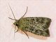 Cutworm Moth (Noctuidae sp)
