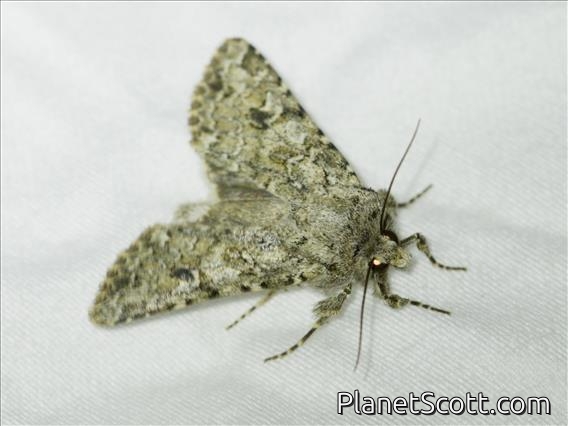 Cutworm Moth (Noctuidae sp)