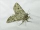 Cutworm Moth (Noctuidae sp)