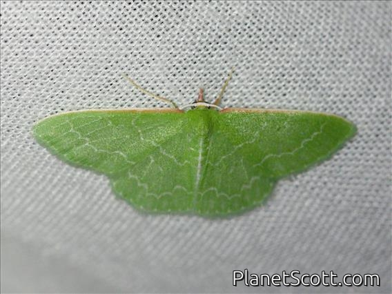 Wavy-lined Emerald (Synchlora aerata)