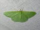Wavy-lined Emerald (Synchlora aerata)