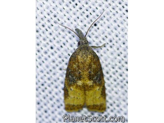 Omnivorous Leafroller Moth (Platynota stultana)