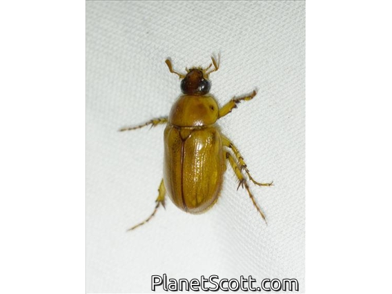 Southern Masked Chafer (Cyclocephala lurida)