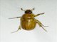 Southern Masked Chafer (Cyclocephala lurida)