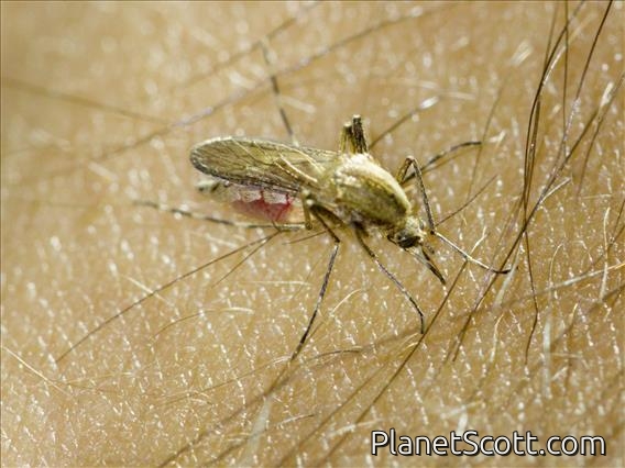 Washino's Willow Mosquito (Aedes washinoi)