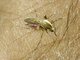 Washino's Willow Mosquito (Aedes washinoi)