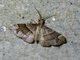 Carpet Moth (Psaliodes sp)
