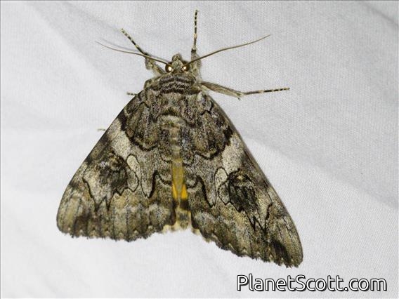 Penitent Underwing (Catocala piatrix)