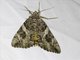 Penitent Underwing (Catocala piatrix)