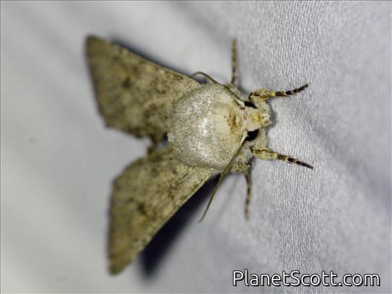 Cutworm Moth (Noctuidae sp)