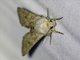 Cutworm Moth (Noctuidae sp)