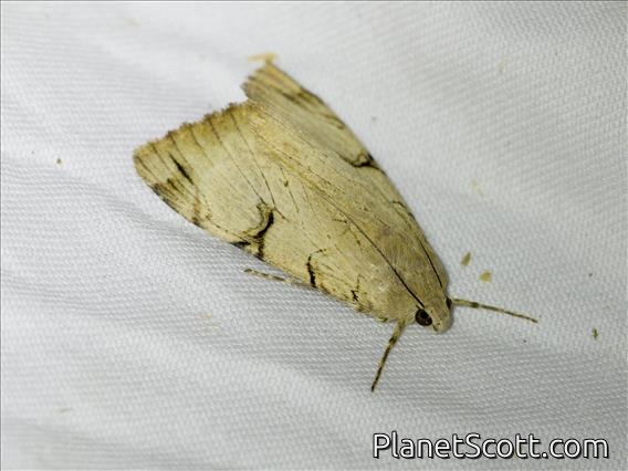 Graphic Owlet Moth (Drasteria ochracea)