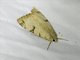 Graphic Owlet Moth (Drasteria ochracea)