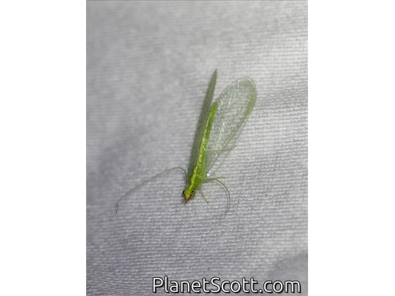 Comanche Green Lacewing (Chrysoperla comanche)
