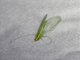 Comanche Green Lacewing (Chrysoperla comanche)