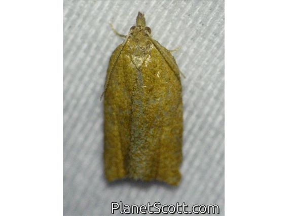 Orange Tortrix Moth (Argyrotaenia franciscana)