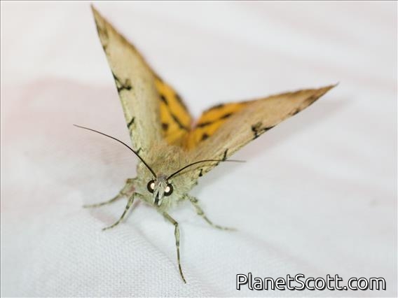 Graphic Owlet Moth (Drasteria ochracea)