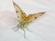 Graphic Owlet Moth (Drasteria ochracea)