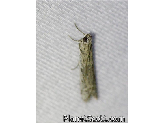 Knot-horn Moth (Phycitini sp)