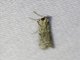 Knot-horn Moth (Phycitini sp)
