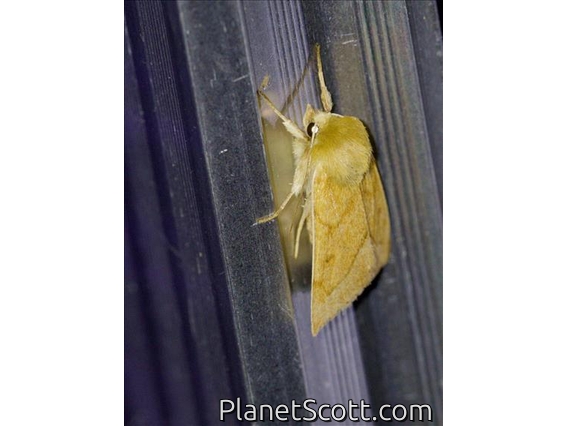 V-lined Quaker (Zosteropoda hirtipes)