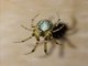 Missing-sector Orbweb Spiders (Zygiella sp)