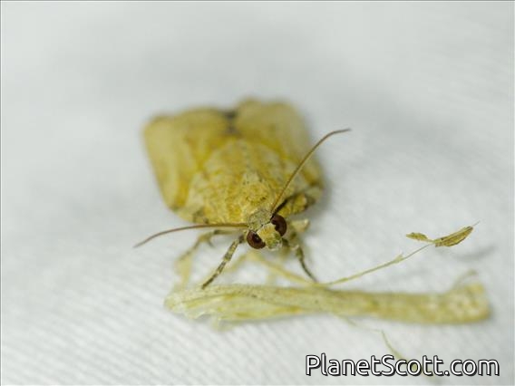 Orange Tortrix Moth (Argyrotaenia franciscana)