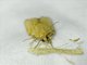 Orange Tortrix Moth (Argyrotaenia franciscana)