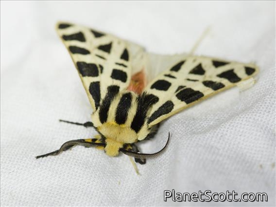 Mexican Tiger Moth (Apantesis proxima)