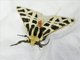 Mexican Tiger Moth (Apantesis proxima)