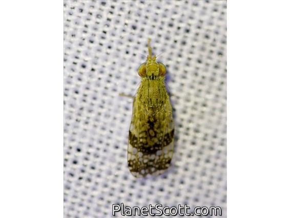 Fruit Fly (Tephritis californica)