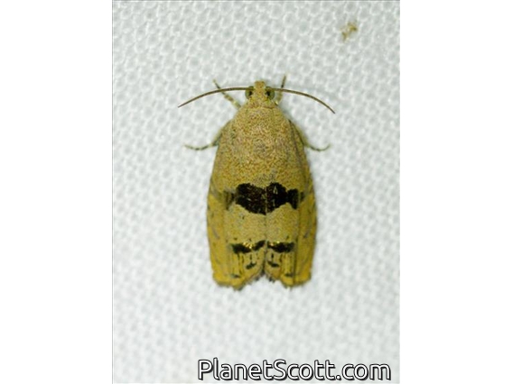 Filbertworm Moth (Cydia latiferreana)