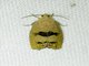 Filbertworm Moth (Cydia latiferreana)