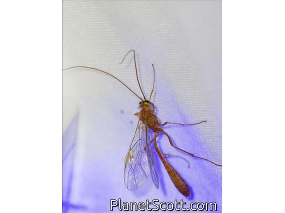 Short-tailed Ichneumonid Wasp (Enicospilus sp)