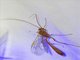 Short-tailed Ichneumonid Wasp (Enicospilus sp)