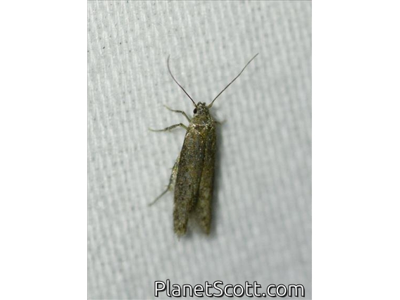 Blastobasid Moth (Blastobasis sp)