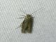 Blastobasid Moth (Blastobasis sp)