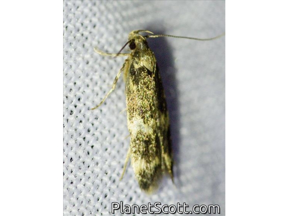 Moss-eating Crambid Snout Moth (Scopariinae sp)
