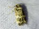 Four-spotted Yellowneck Moth (Oegoconia novimundi)