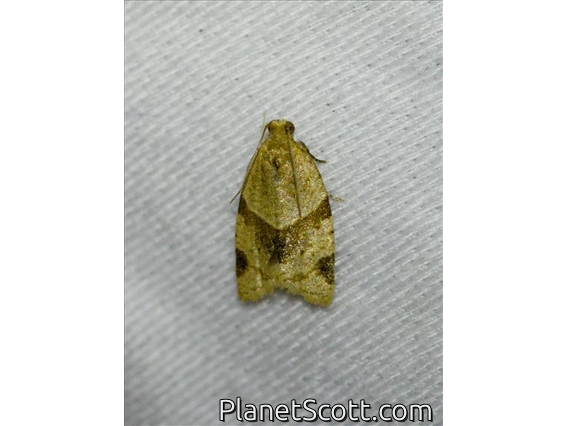 Garden Tortrix (Clepsis peritana)