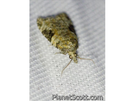 Tortricid Leafroller Moth (Anopina triangulana)