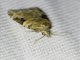 Tortricid Leafroller Moth (Anopina triangulana)