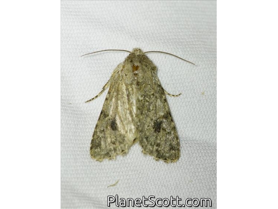 Cutworm Moth (Noctuidae sp)