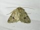 Cutworm Moth (Noctuidae sp)