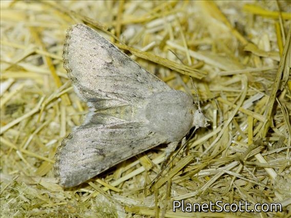 Old Man Dart (Agrotis vetusta)