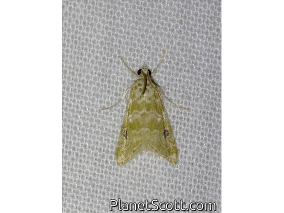Crambid Snout Moth (Hellula rogatalis)