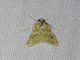 Crambid Snout Moth (Hellula rogatalis)