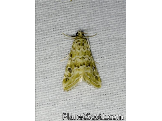 Cabbage Webworm Moth (Hellula rogatalis)