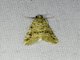 Cabbage Webworm Moth (Hellula rogatalis)