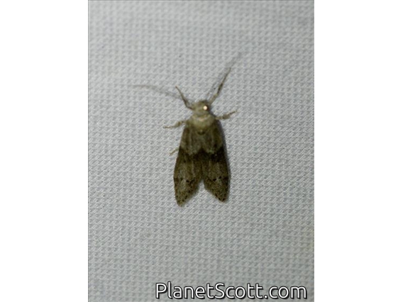 Curve-horn Moth (Blastobasis sp)